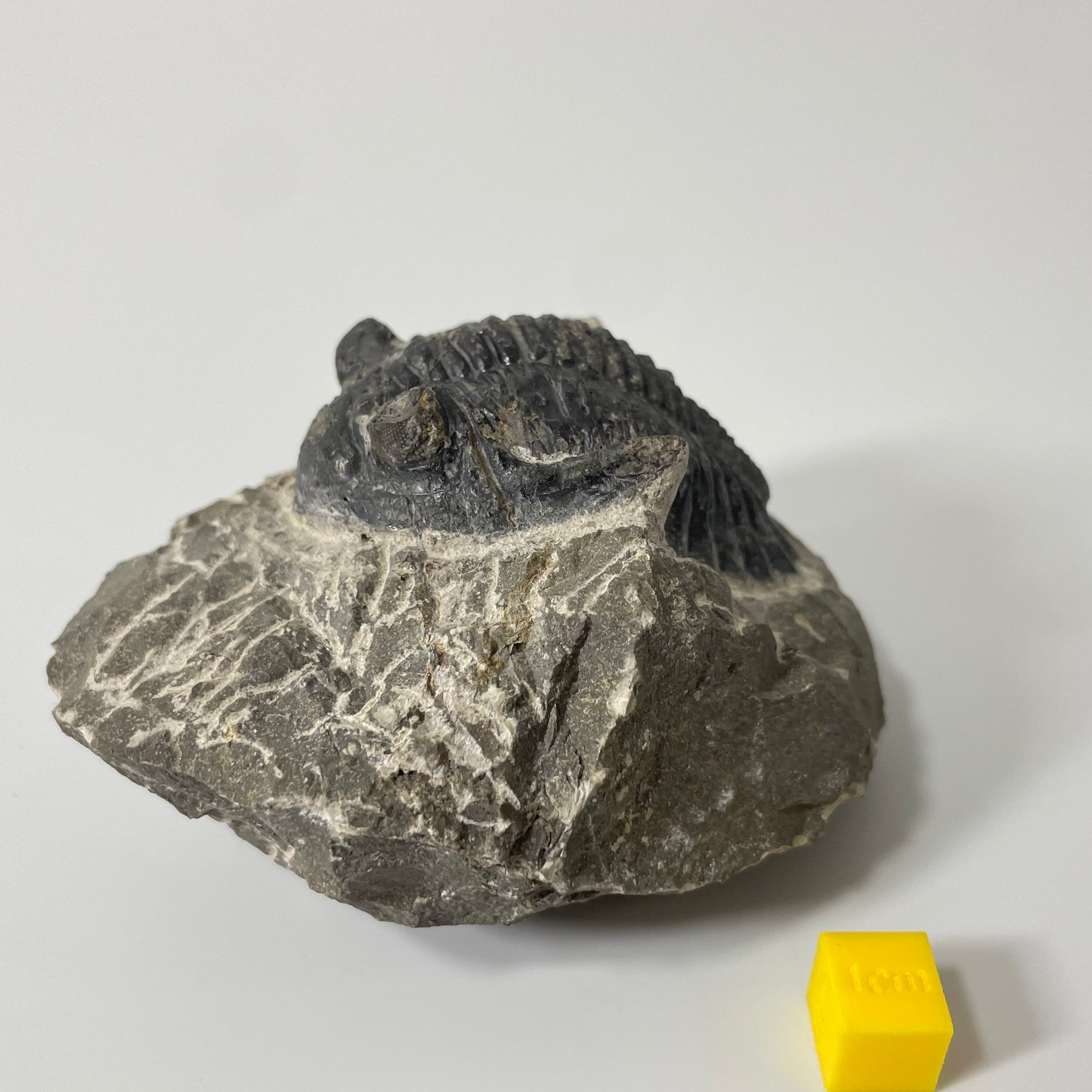 Hollardops Trilobite Fossil