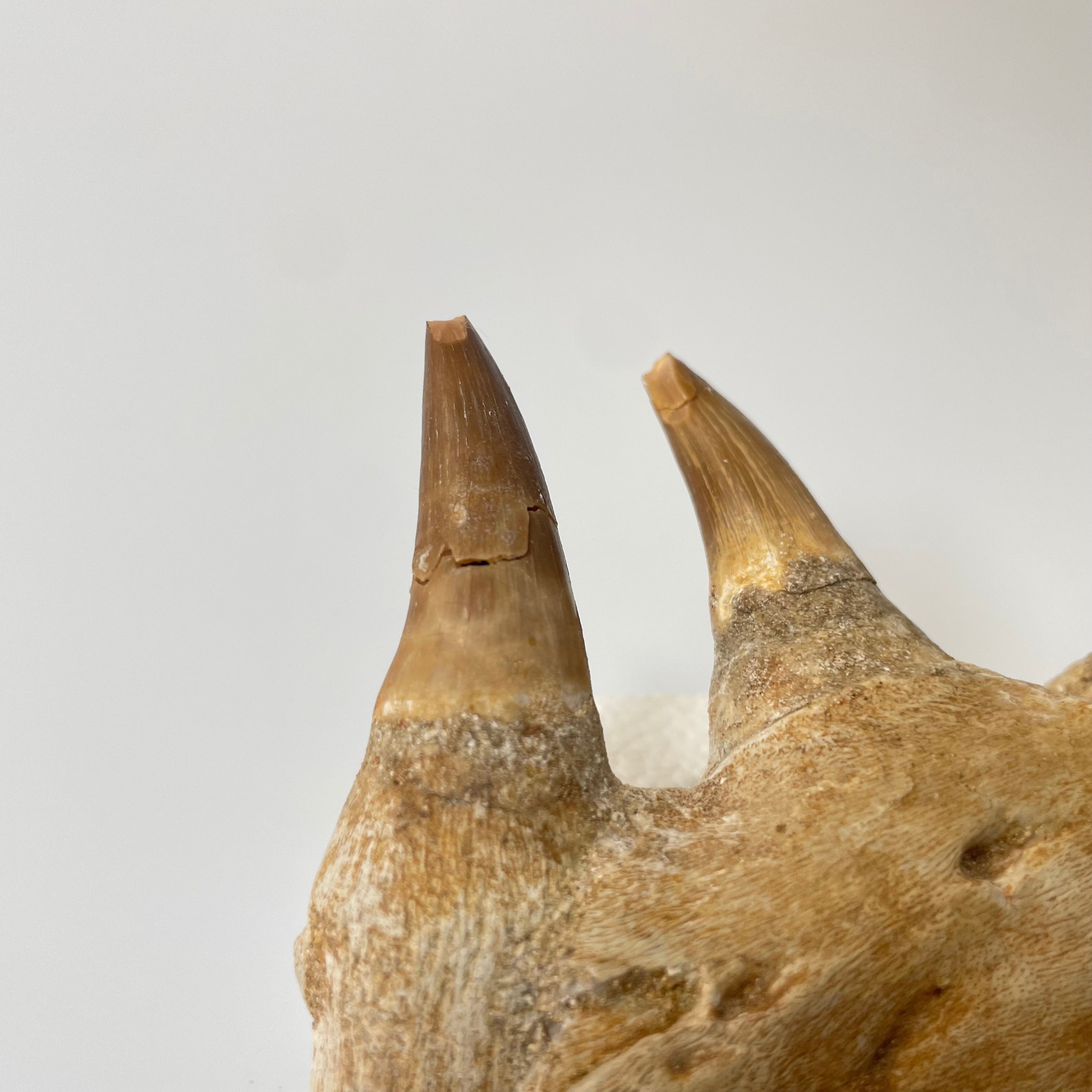 Mosasaur Jaw Section