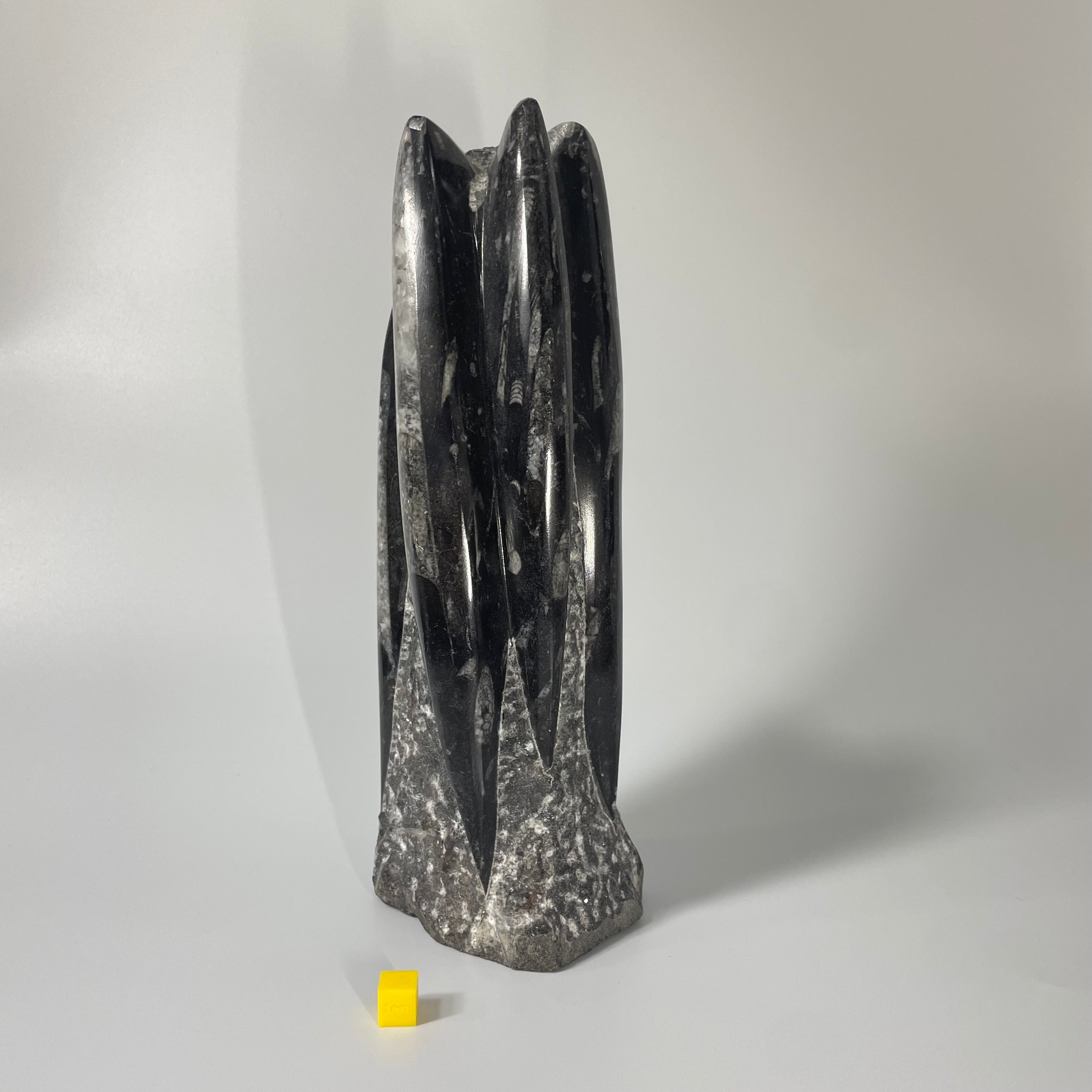 Orthoceras Polished Statue 24cm
