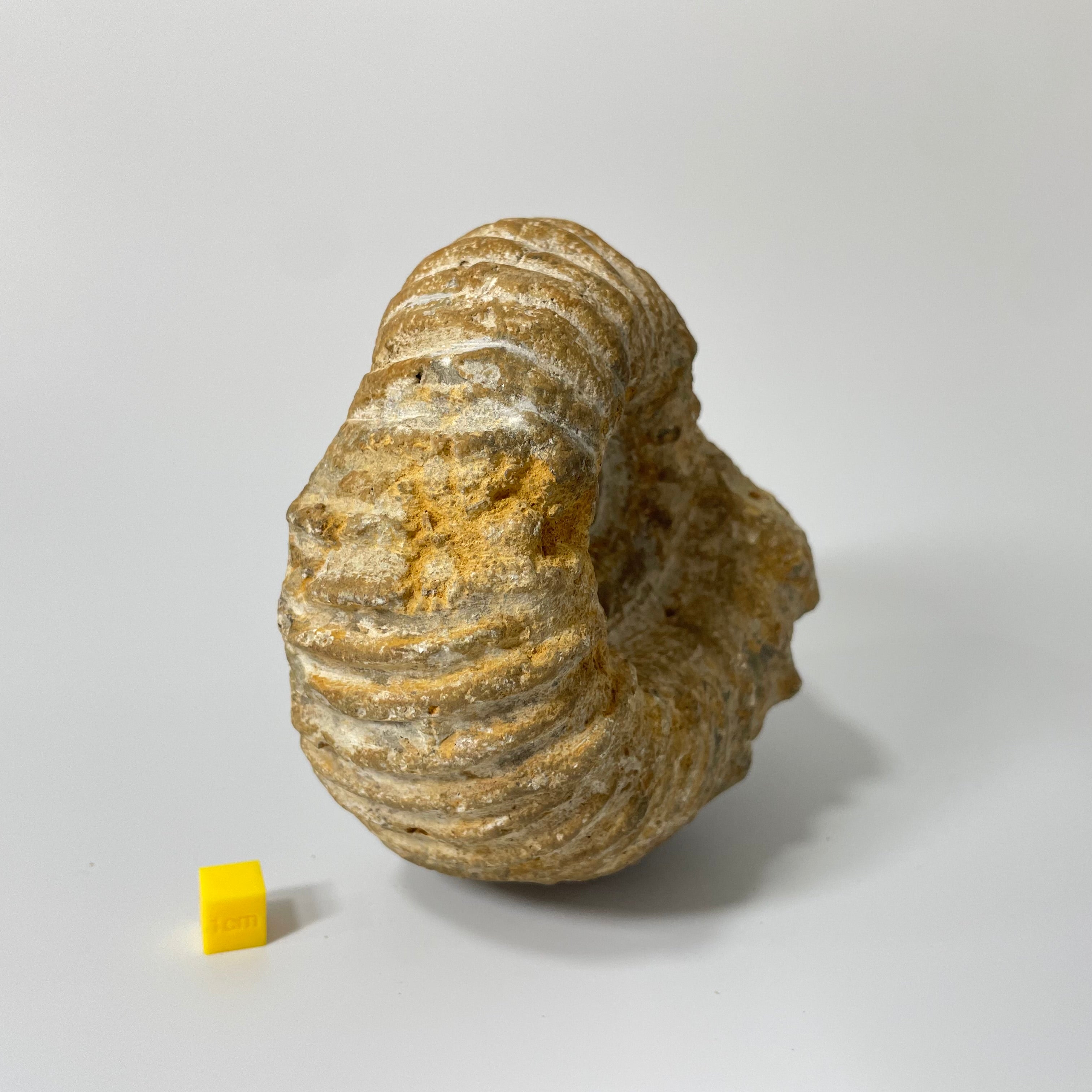 Ammonite from Agadir Morocco