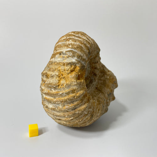 Ammonite from Agadir Morocco