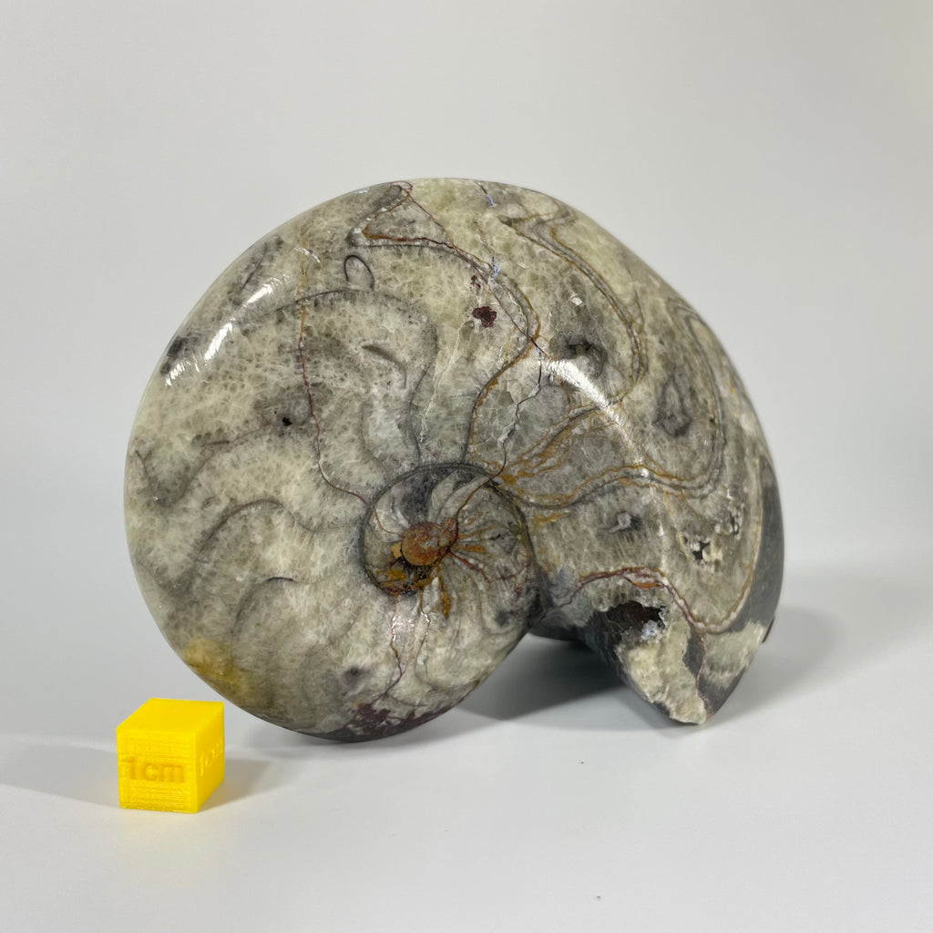 Polished Goniatite 11cm