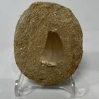 Large Mosasaur Tooth Bundle With Stand- Two Genuine Fossil Dinosaur Teeth