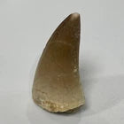 Large Mosasaur Tooth Bundle With Stand- Two Genuine Fossil Dinosaur Teeth