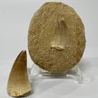 Large Mosasaur Tooth Bundle With Stand- Two Genuine Fossil Dinosaur Teeth