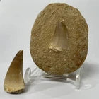 Large Mosasaur Tooth Bundle With Stand- Two Genuine Fossil Dinosaur Teeth