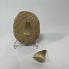 Large Mosasaur Tooth Bundle With Stand- Two Genuine Fossil Dinosaur Teeth