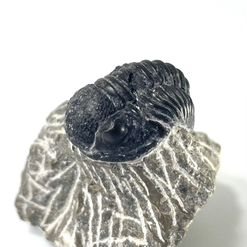 Trilobite Fossil On Natural Matrix - Moroccan Excellent Definition 32mm