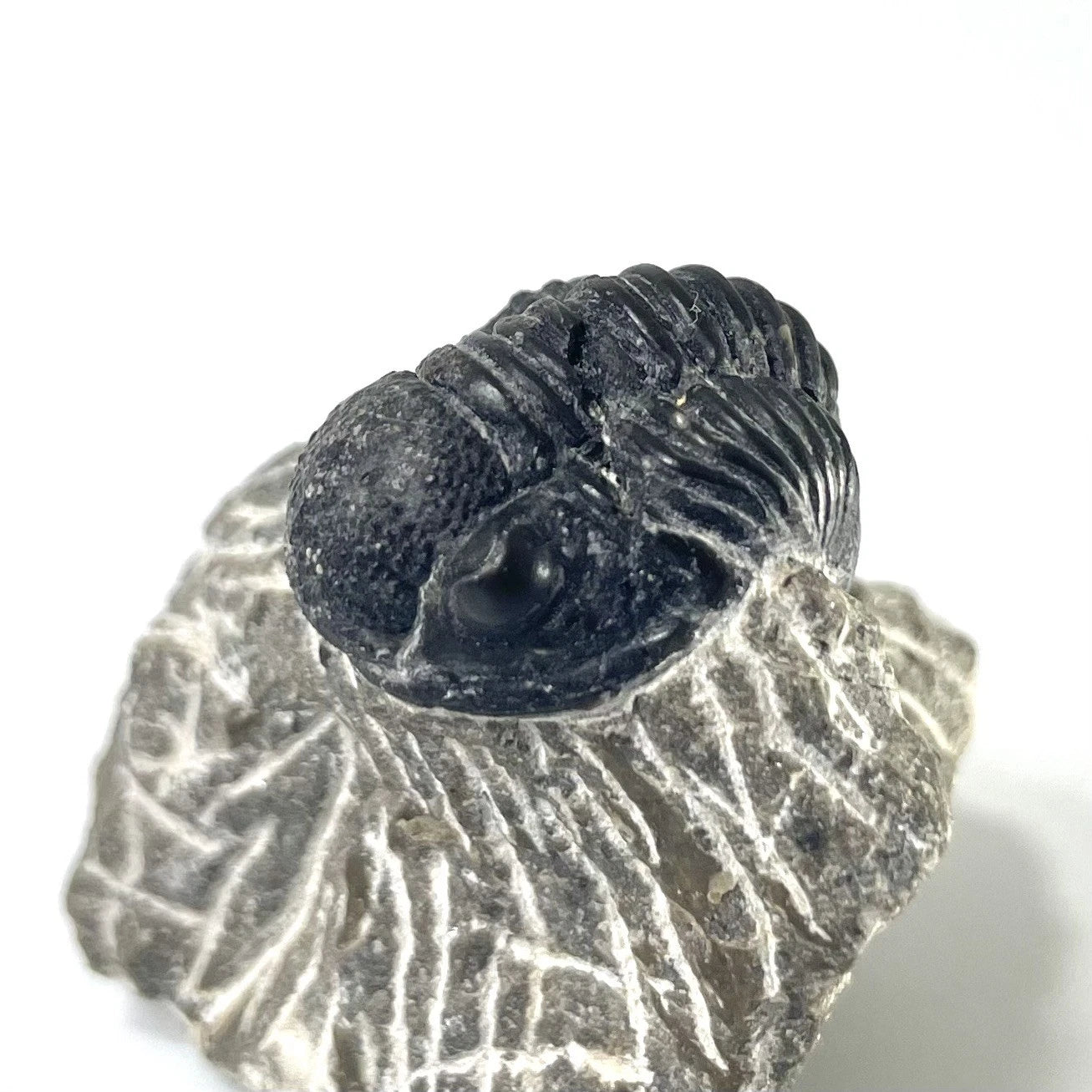 Trilobite Fossil On Natural Matrix - Moroccan Excellent Definition 32mm