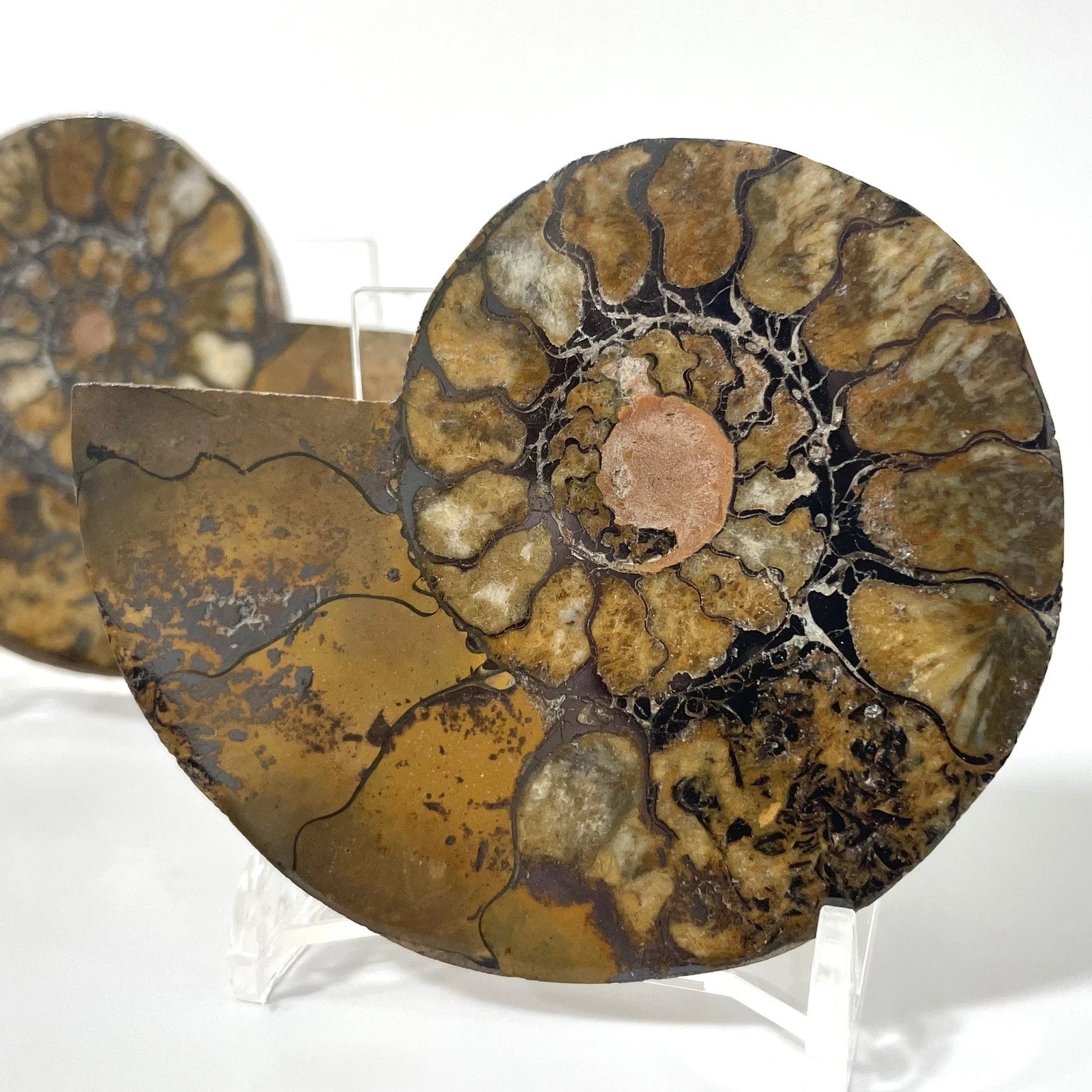 Large Ammonite Fossil Pair 8cm - with stands natural fossil