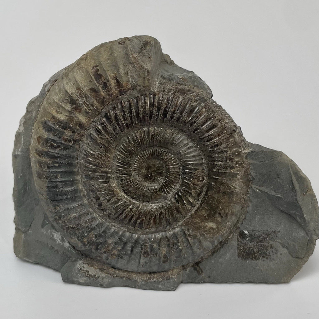 Dactylioceras Ammonite Fossil - 170 Million Years Old - Whitby Yorkshire - 7cm