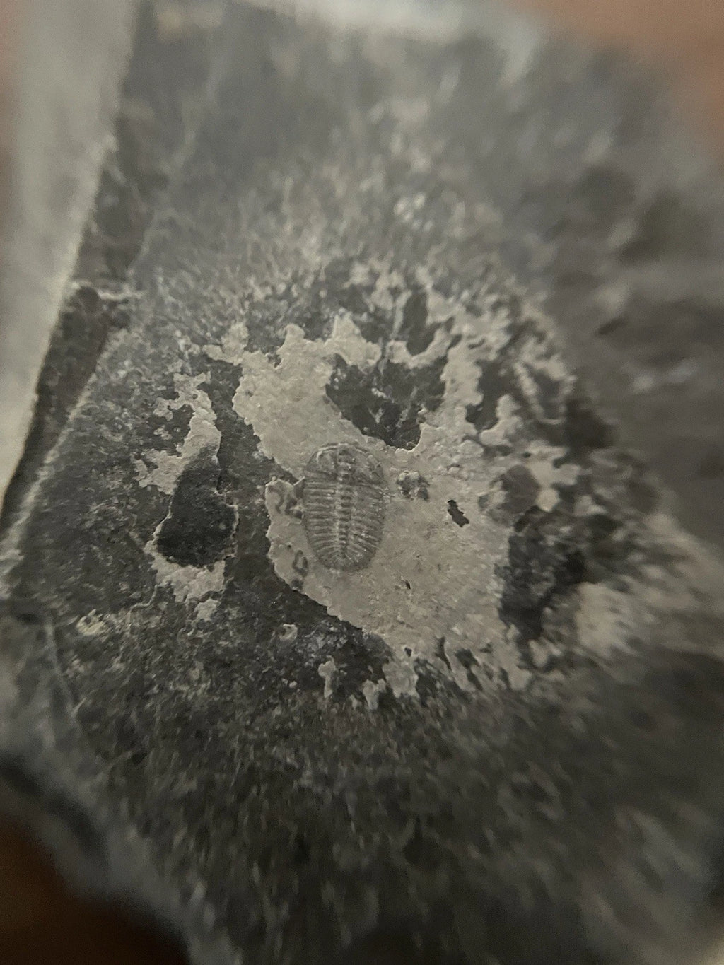 Trilobite Meraspid Larva (~5 mm) – Early Palaeozoic Fossil