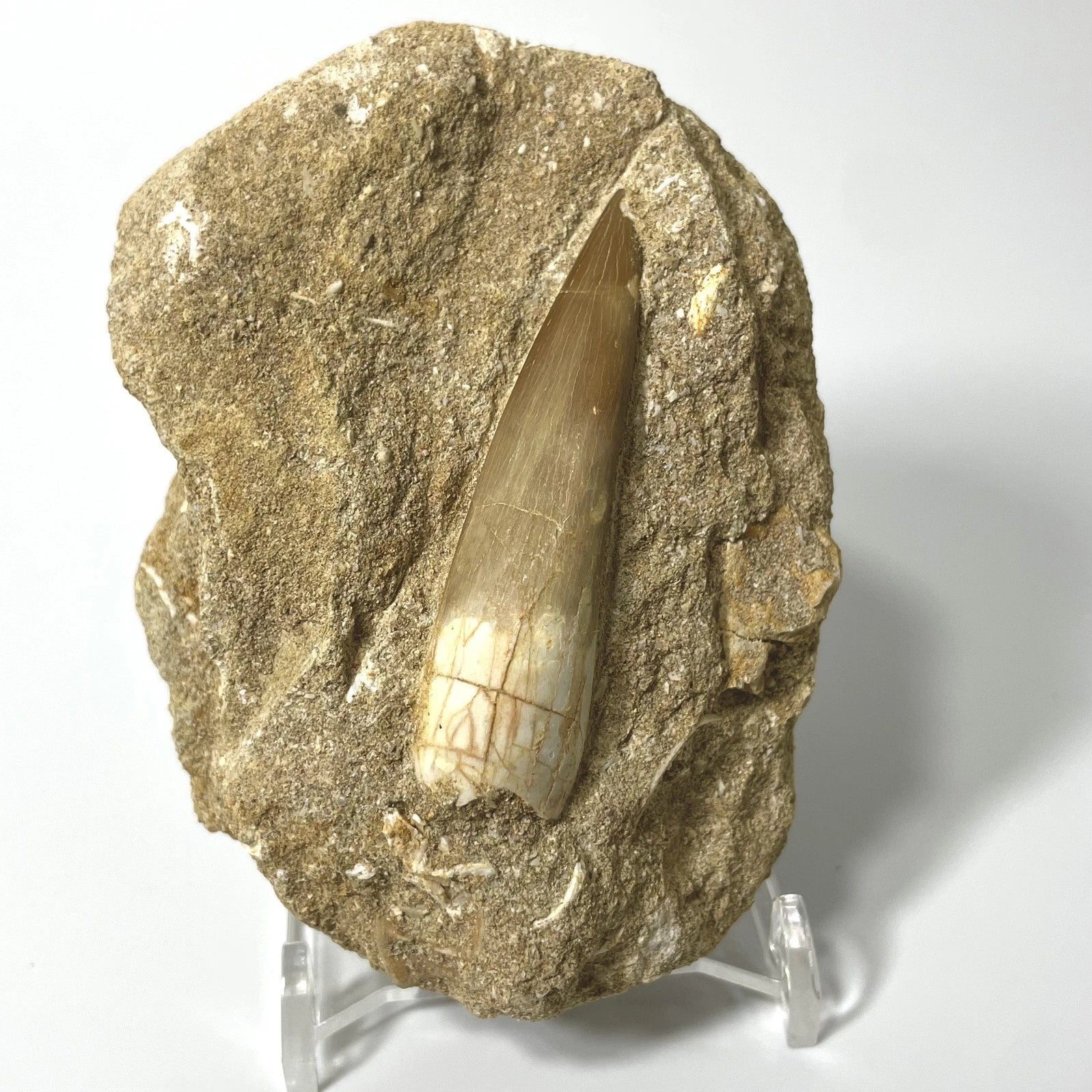XL Plesiosaur Tooth Fossil On Natural Matrix - 60mm - Morocco- Exact Specimen