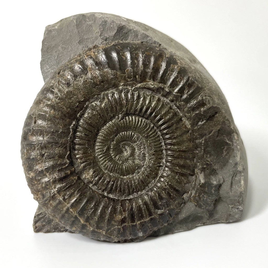 Dactylioceras Ammonite Fossil - 170 Million Years Old - Whitby - 60mm