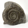Dactylioceras Ammonite Fossil - 170 Million Years Old - Whitby - 60mm