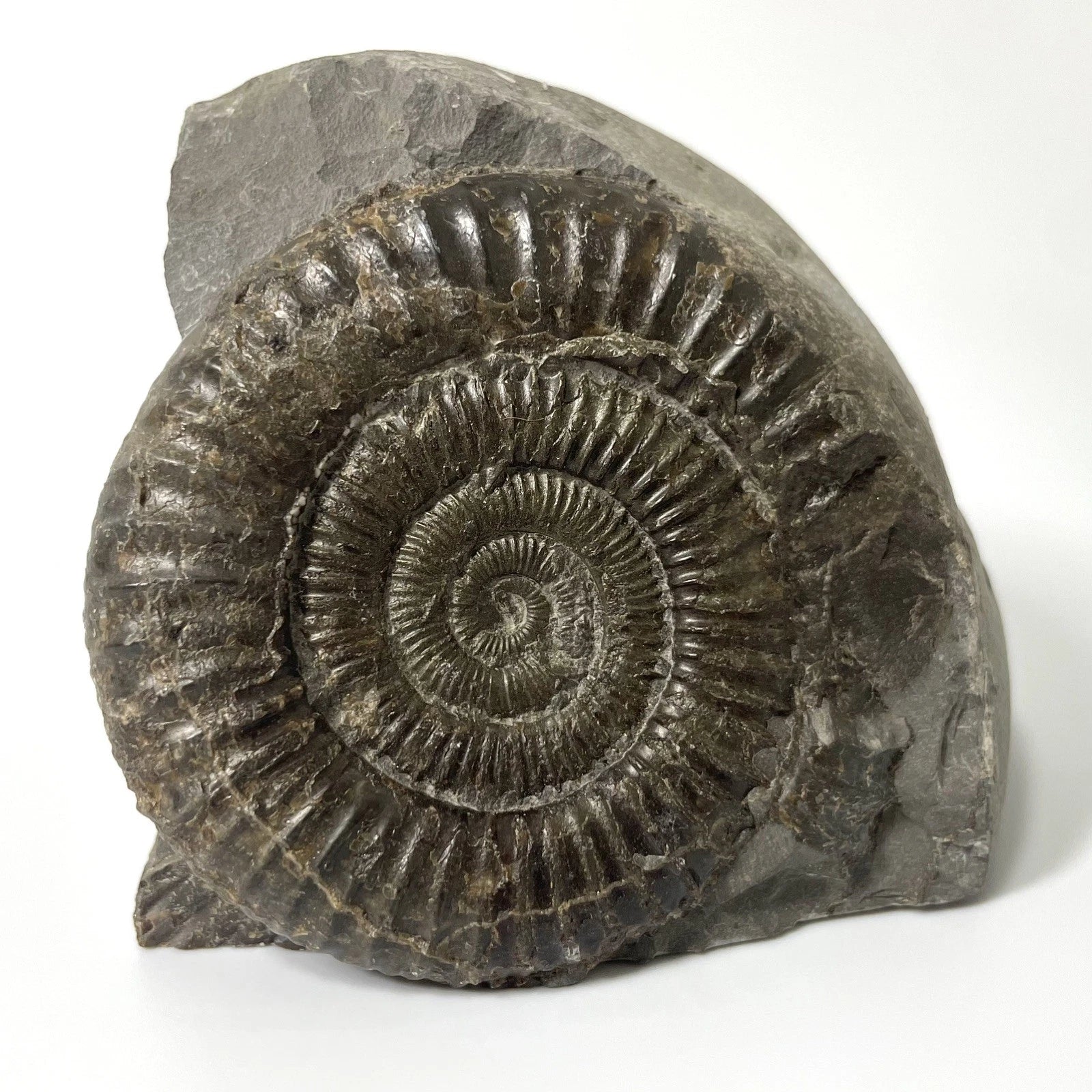 Dactylioceras Ammonite Fossil - 170 Million Years Old - Whitby - 60mm