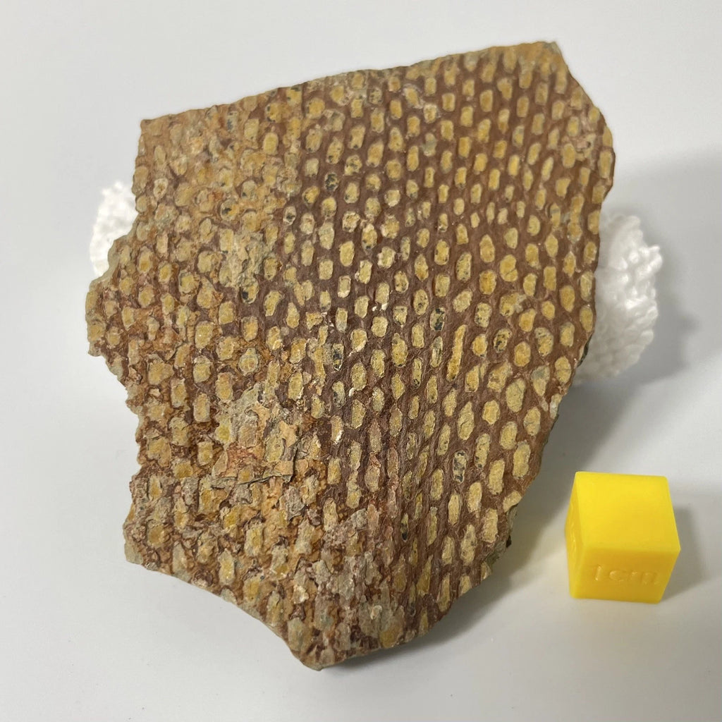 Graptolite Fan Fossil - Natural Specimen - 80mm - Exact Item Pictured