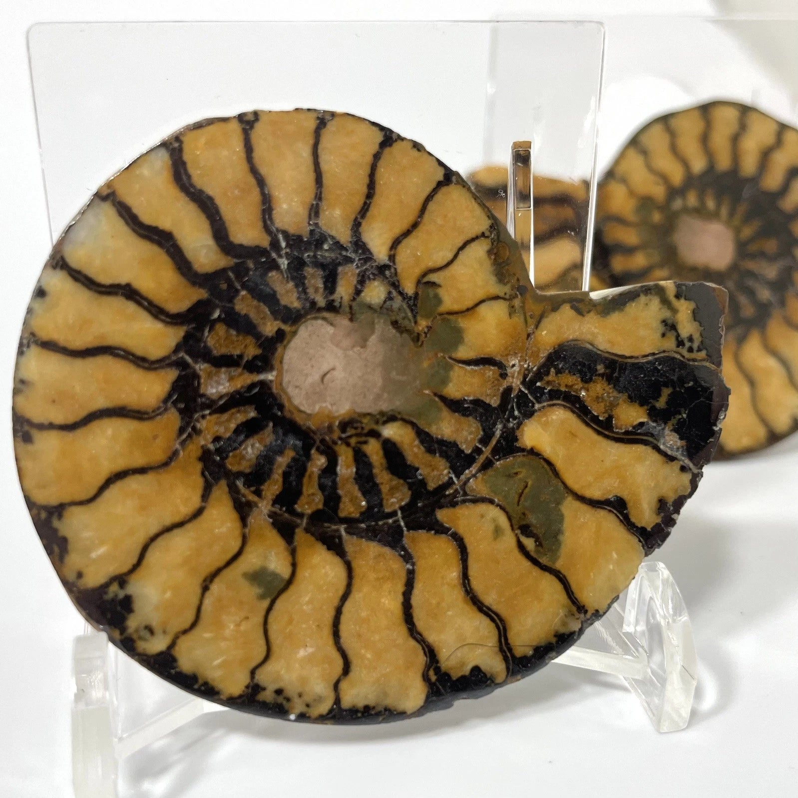 Unique Ammonite Fossil Pair 60mm - natural fossil