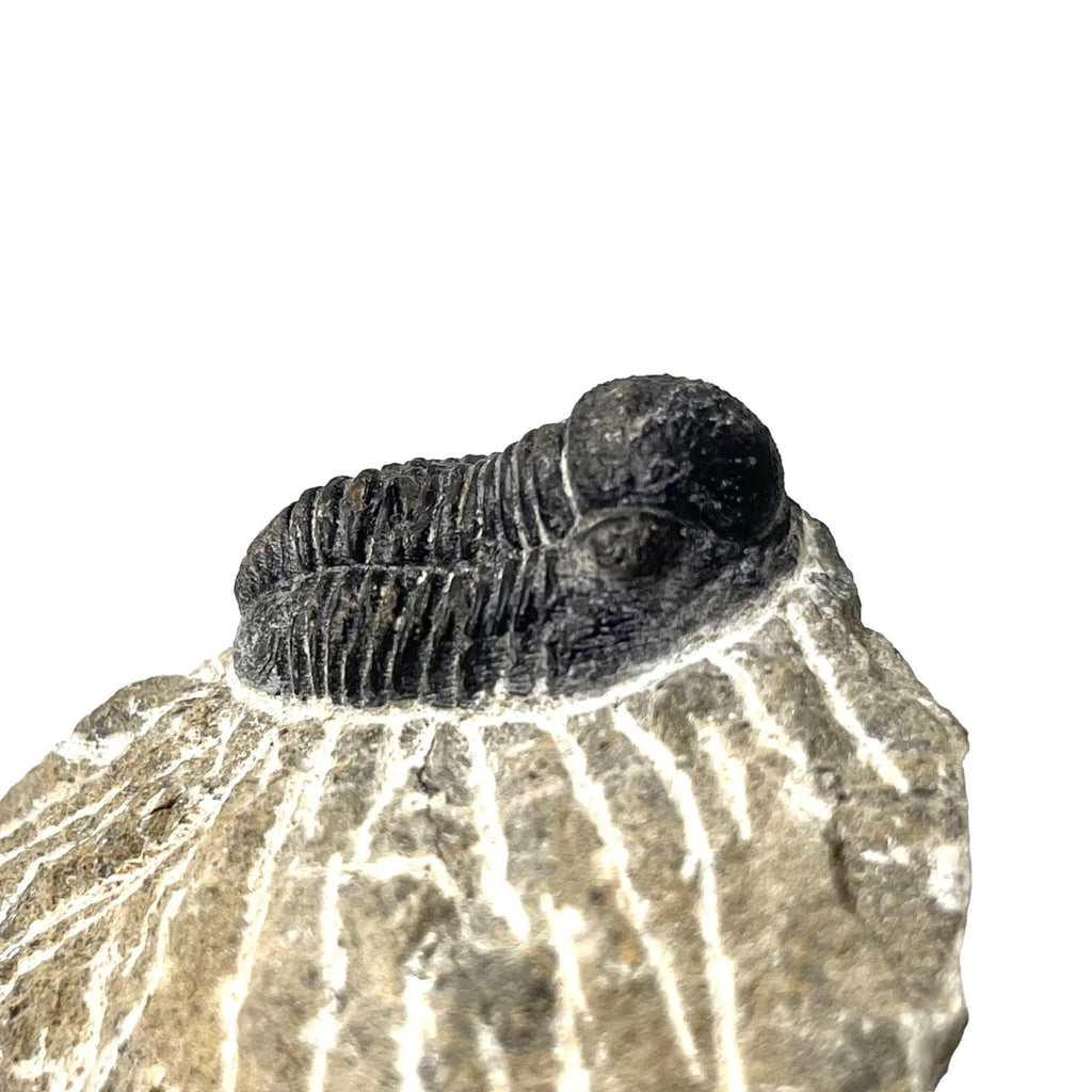 Trilobite Fossil On Natural Matrix - Moroccan Excellent Definition ~ 25mm