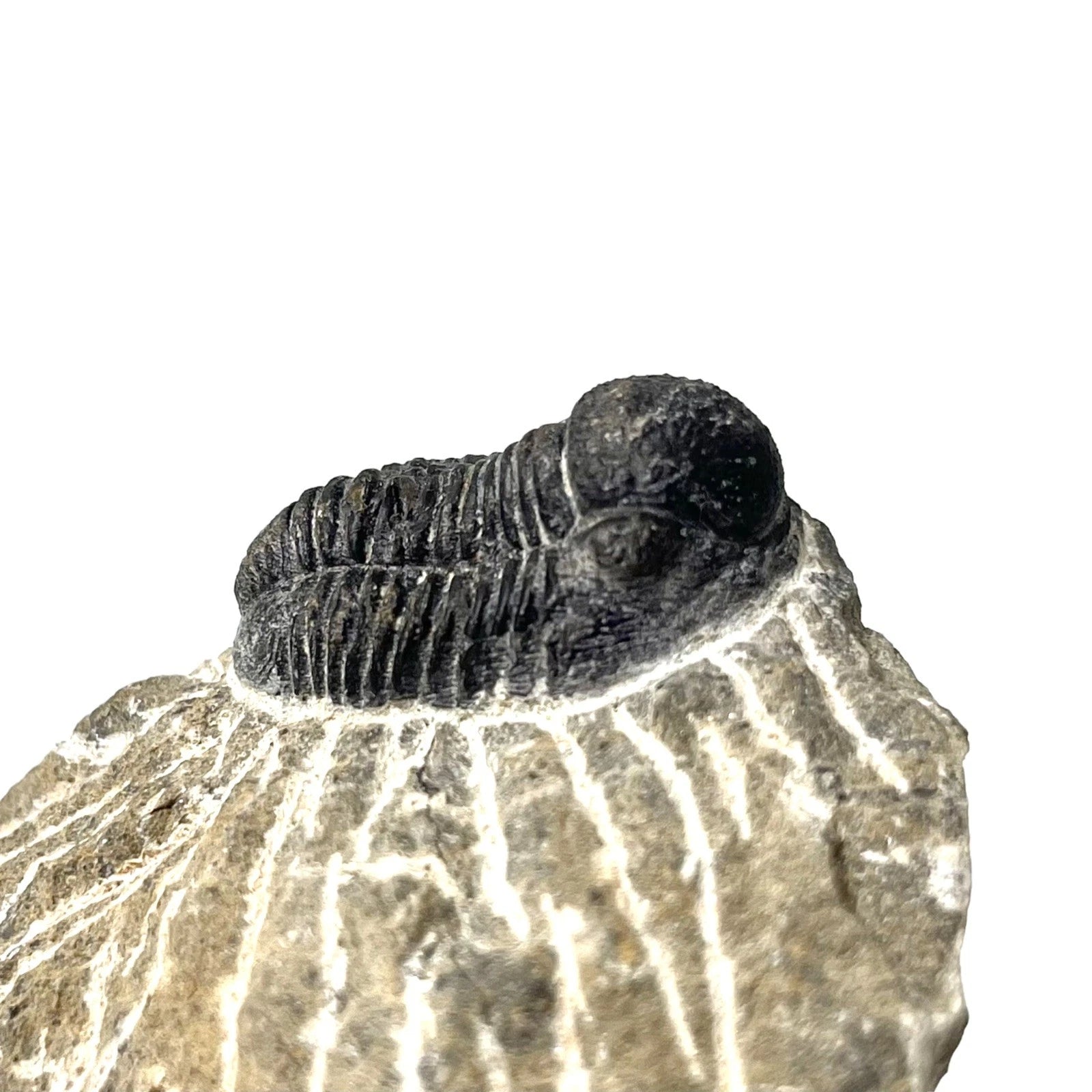 Trilobite Fossil On Natural Matrix - Moroccan Excellent Definition ~ 25mm