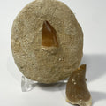 Mosasaur Tooth Bundle With Stand- Two Genuine Fossil Mosasaur Dinosaur Teeth