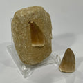 Large Mosasaur Tooth Bundle With Stand- Two Genuine Fossil Dinosaur Teeth
