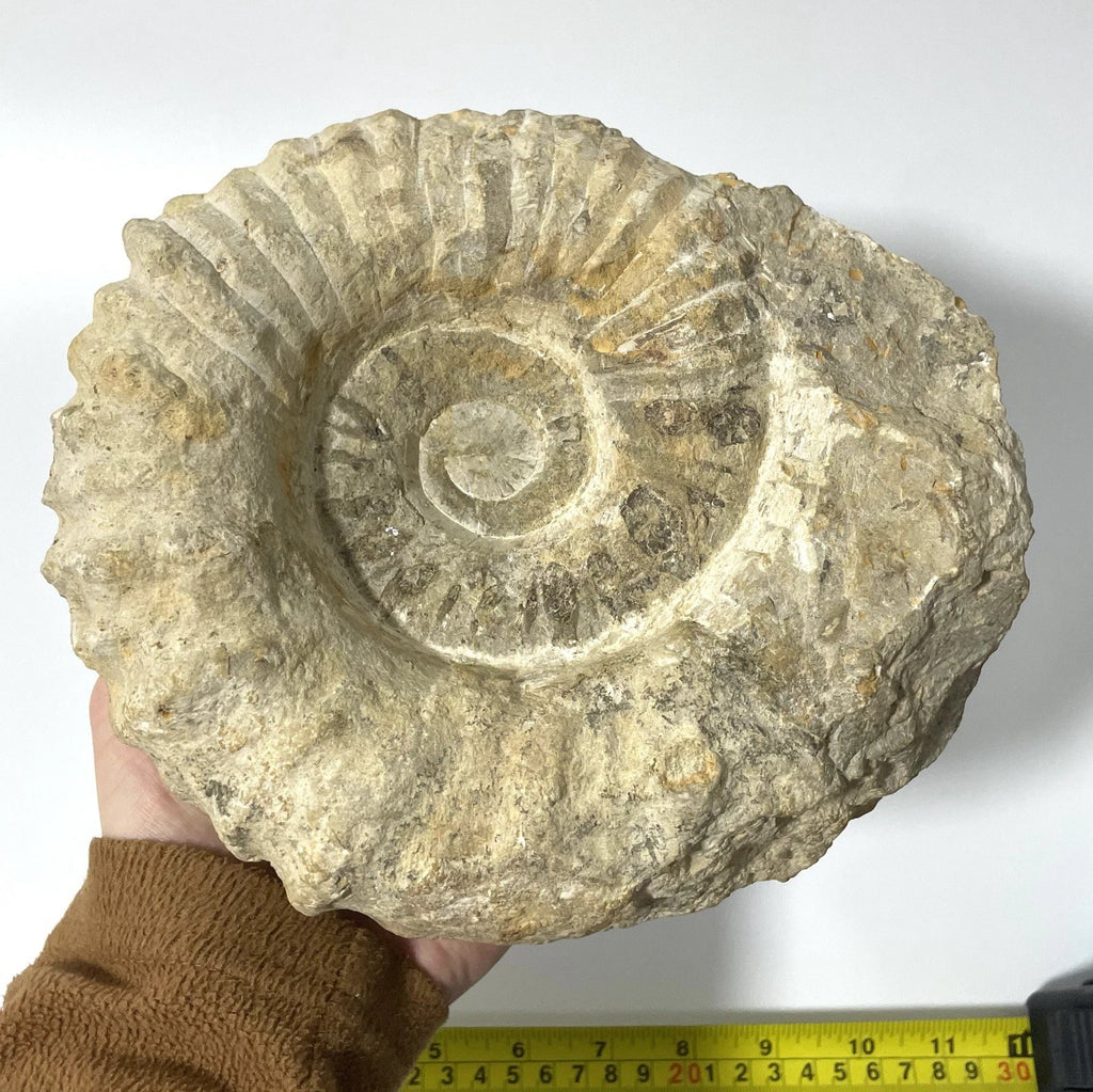Giant Ammonite Fossil - Natural 3.6kg Specimen Rare - 21cm - Agadir Morocco