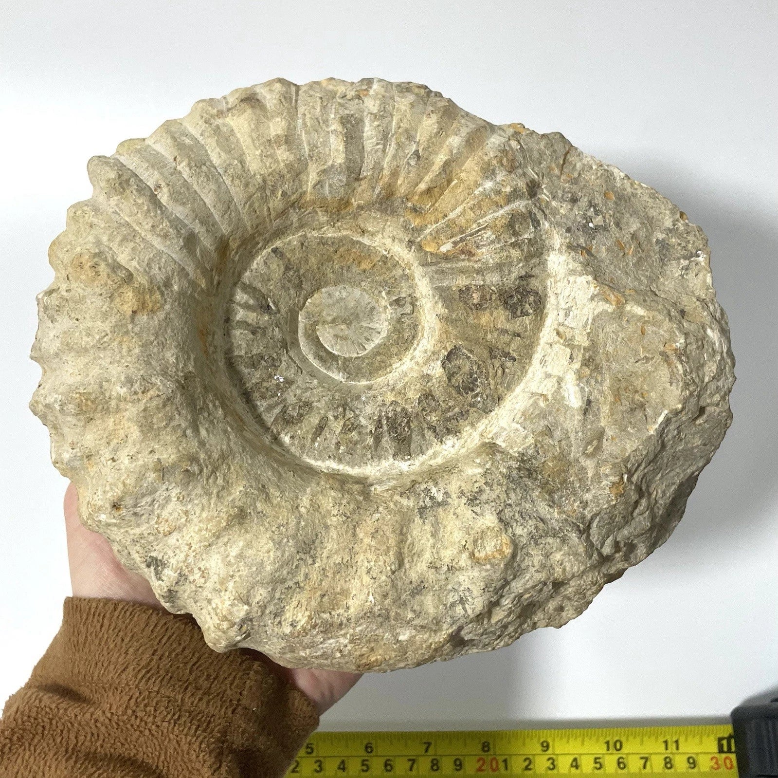 Giant Ammonite Fossil - Natural 3.6kg Specimen Rare - 21cm - Agadir Morocco