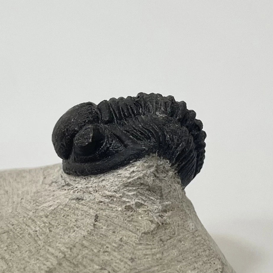 Trilobite Fossil On Natural Matrix - Moroccan Excellent Definition ~ 25mm