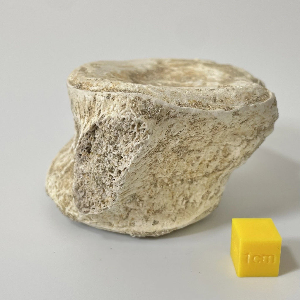 Elasmosauridae Plesiosaur Vertebrae Bone Fossil - Exact Specimen ~80mm