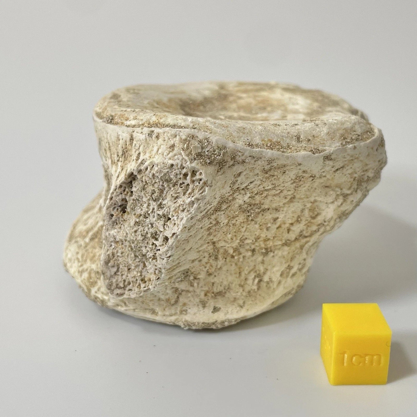 Elasmosauridae Plesiosaur Vertebrae Bone Fossil - Exact Specimen ~80mm