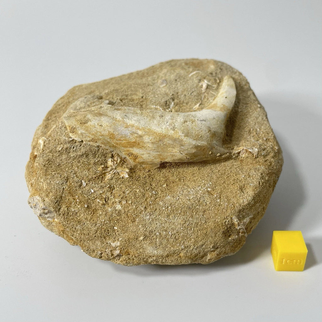 Enchodus Jaw Section Fossil - Extinct Predatory Fish In Original Matrix 110mm