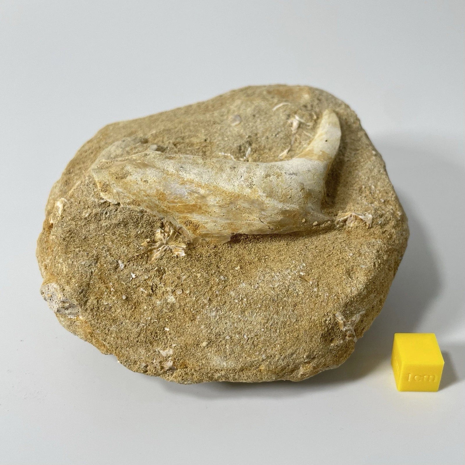 Enchodus Jaw Section Fossil - Extinct Predatory Fish In Original Matrix 110mm