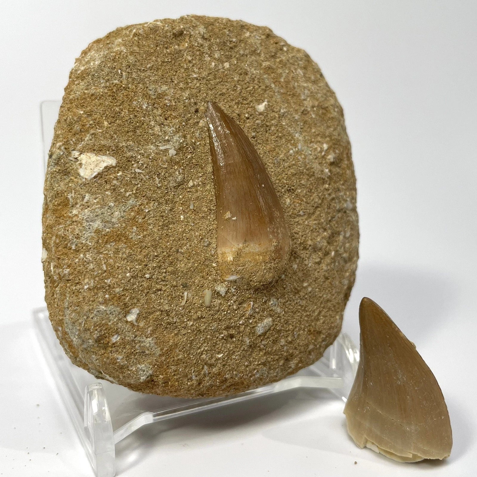 Mosasaur Tooth Bundle With Stand- Two Genuine Fossil Mosasaur Dinosaur Teeth