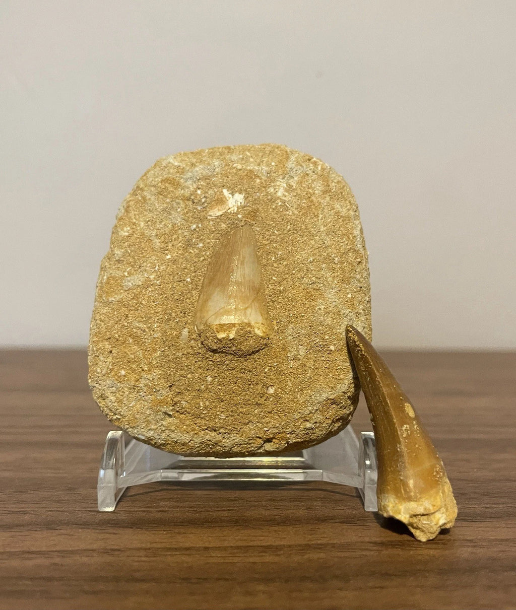 Mosasaur Tooth Bundle With Stand- Two Genuine Fossil Mosasaur Dinosaur Teeth