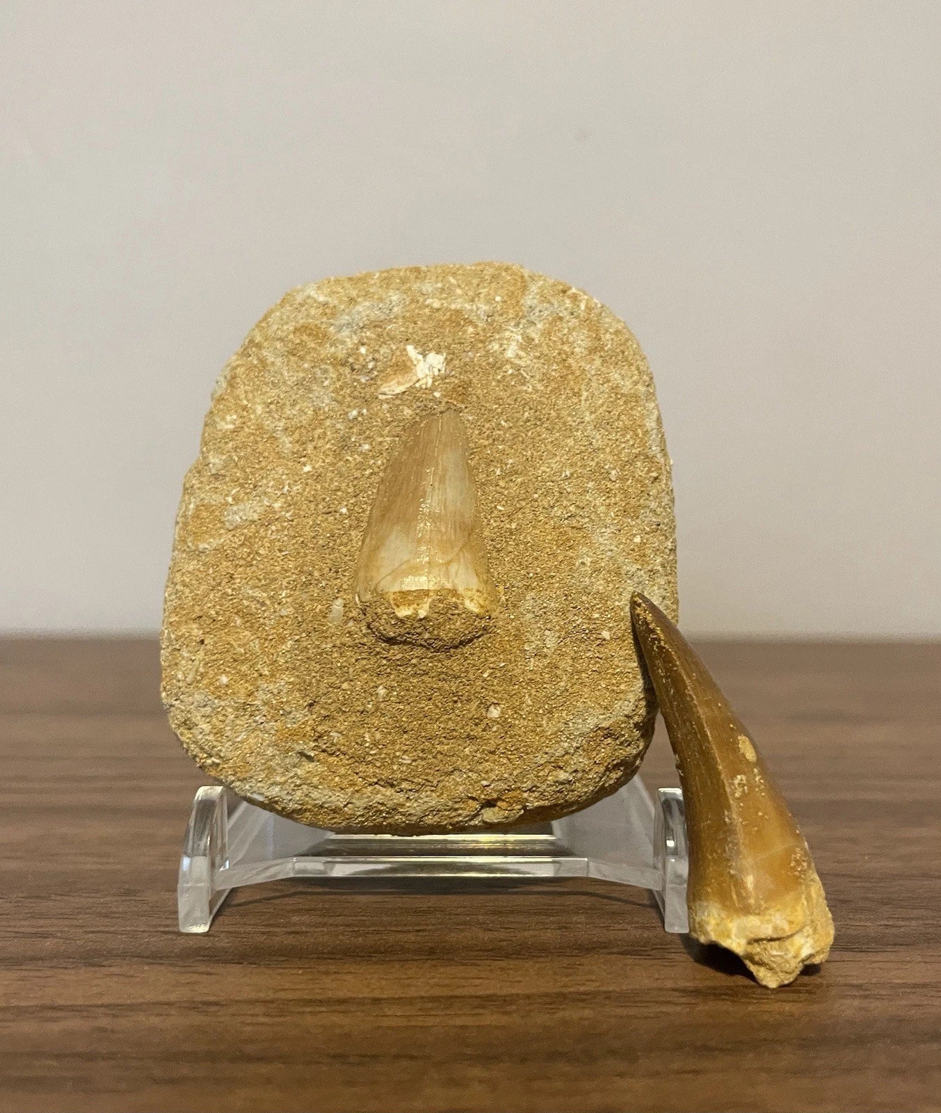 Mosasaur Tooth Bundle With Stand- Two Genuine Fossil Mosasaur Dinosaur Teeth