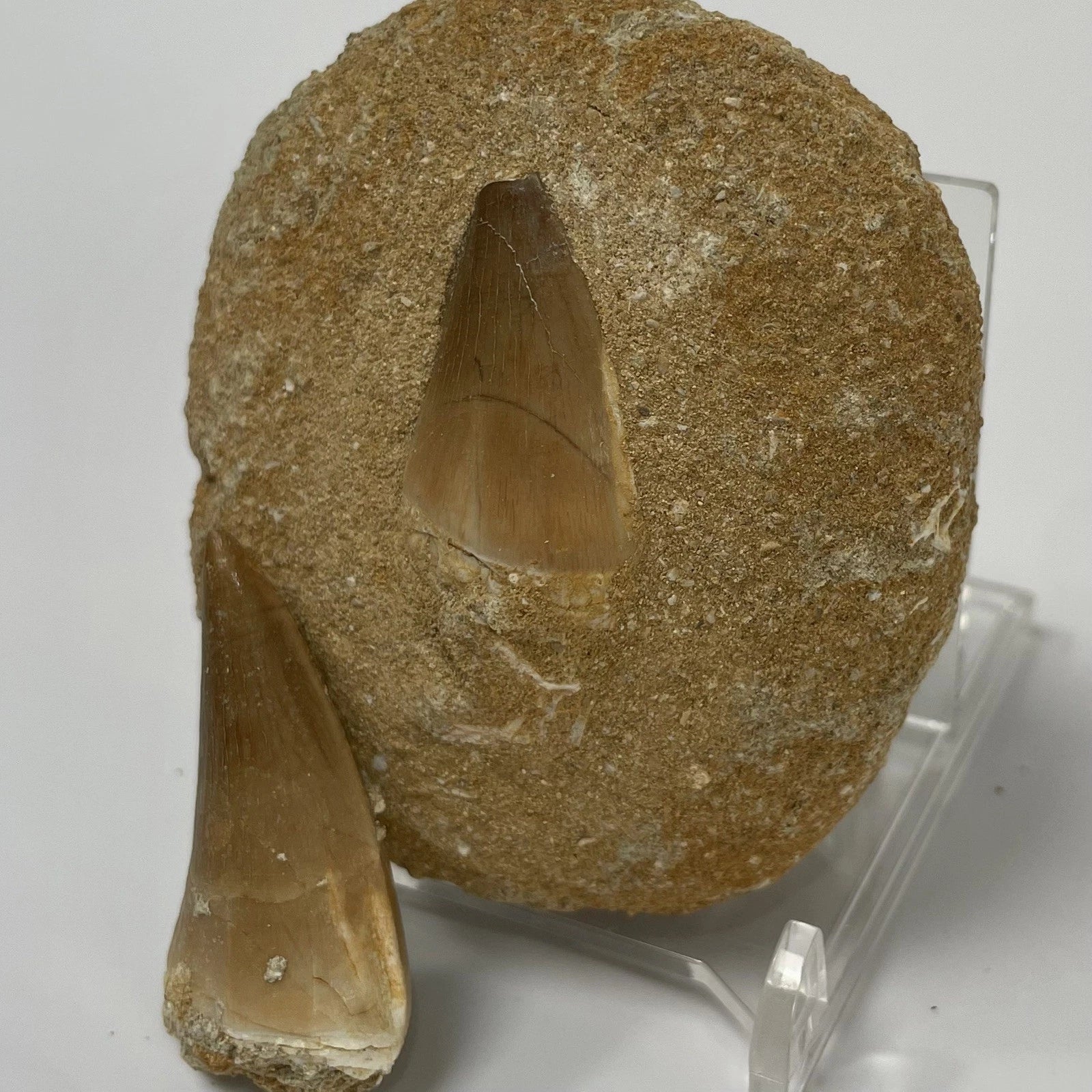 Mosasaur Tooth Bundle With Stand- Two Genuine Fossil Mosasaur Dinosaur Teeth