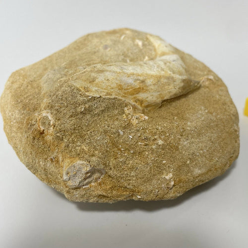 Enchodus Jaw Section Fossil - Extinct Predatory Fish In Original Matrix 110mm