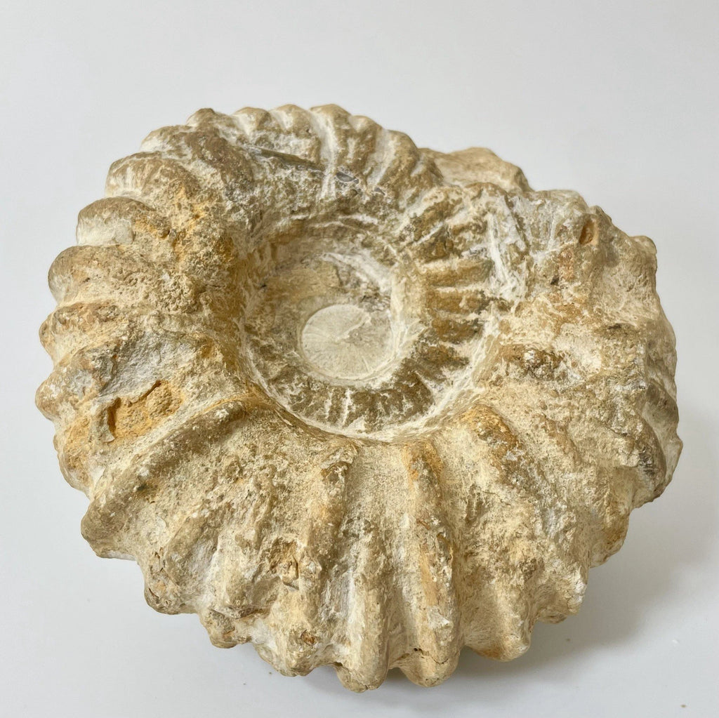 Large Ammonite Fossil From Agadir Morocco ~125mm  Exact Specimen Shown