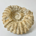 Large Ammonite Fossil From Agadir Morocco ~125mm  Exact Specimen Shown