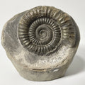 Dactylioceras Ammonite Fossil - 170 Million Years Old - Whitby - 60mm