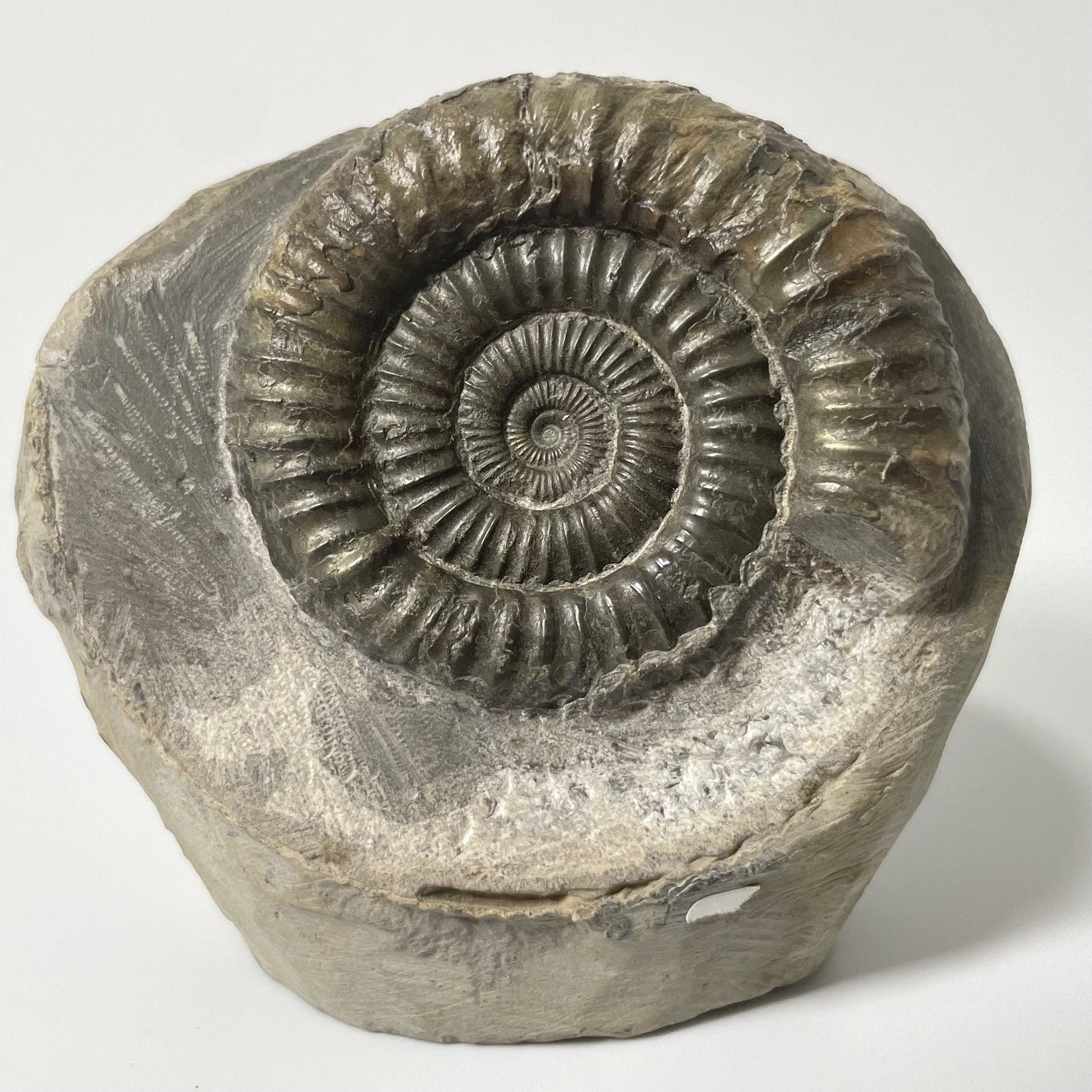 Dactylioceras Ammonite Fossil - 170 Million Years Old - Whitby - 60mm