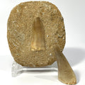 Large Mosasaur Tooth Bundle With Stand- Two Genuine Fossil Dinosaur Teeth