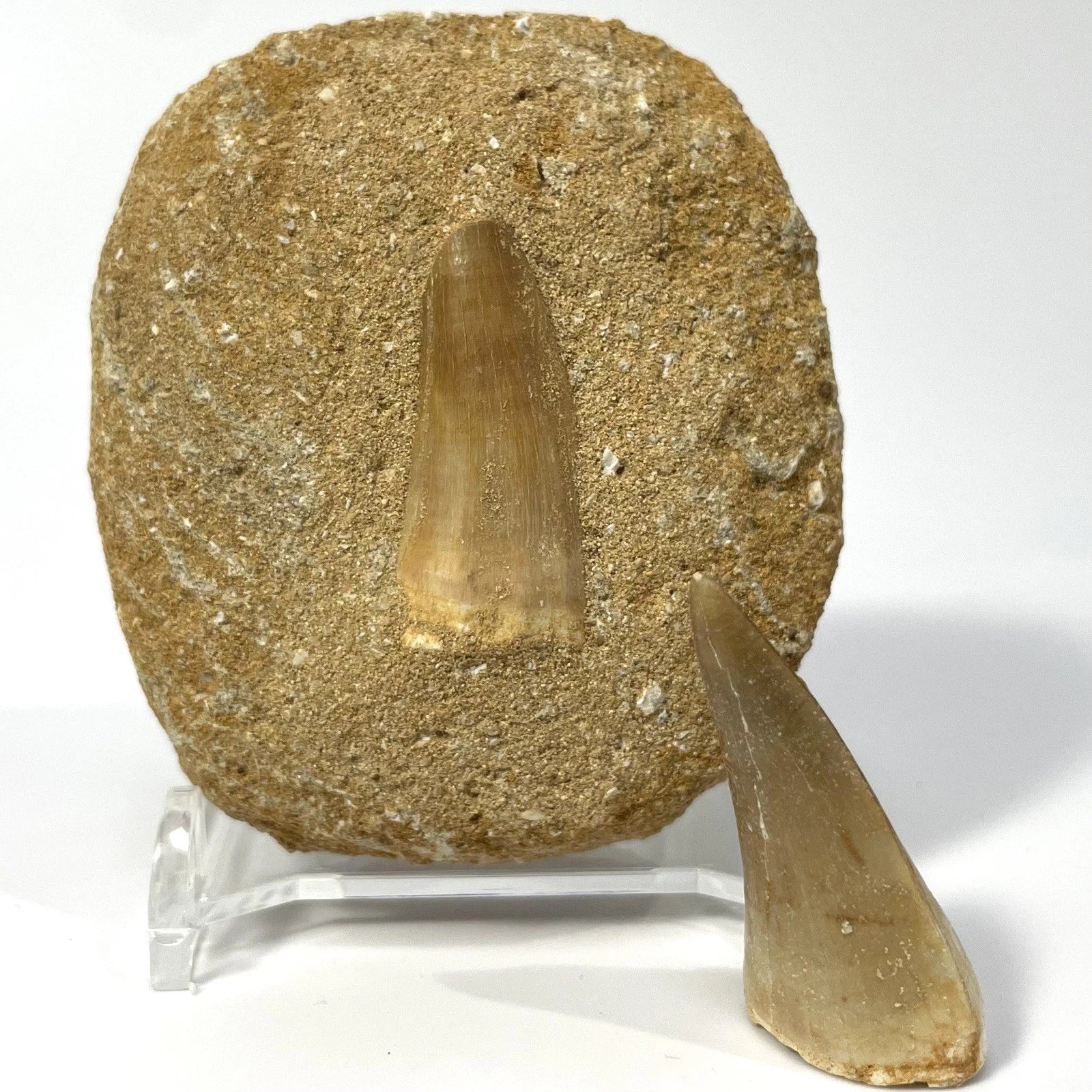 Large Mosasaur Tooth Bundle With Stand- Two Genuine Fossil Dinosaur Teeth