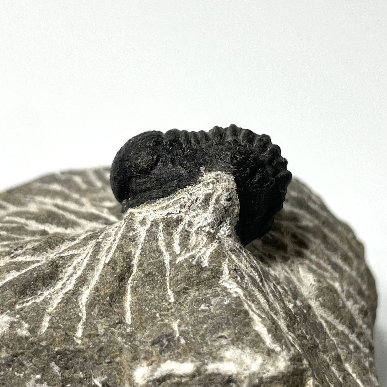 Trilobite Fossil On Natural Matrix - Moroccan Excellent Definition 25mm