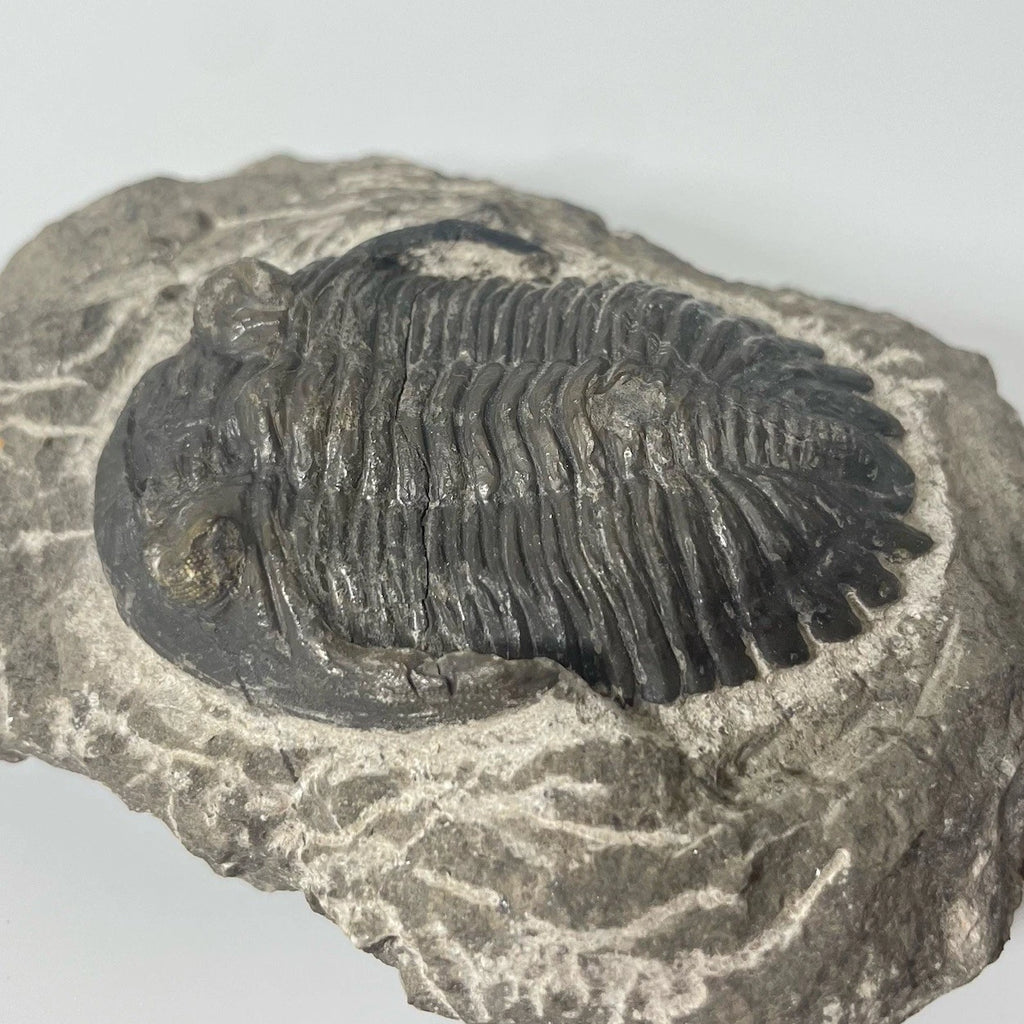 Hollardops Trilobite Fossil