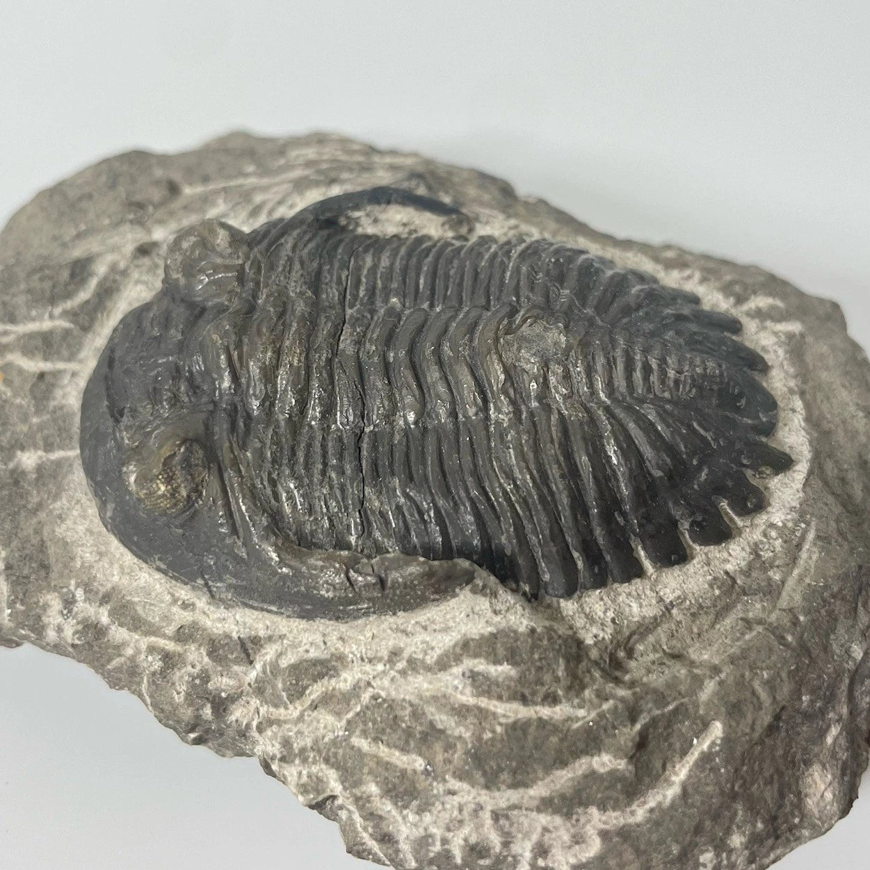 Hollardops Trilobite Fossil