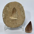 Mosasaur Tooth Bundle With Stand- Two Genuine Fossil Mosasaur Dinosaur Teeth