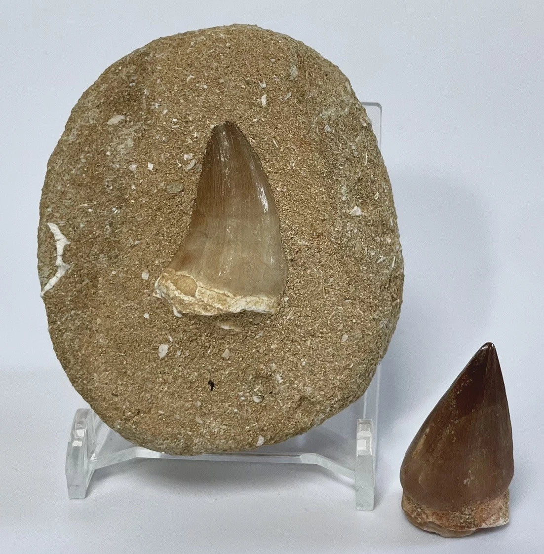 Mosasaur Tooth Bundle With Stand- Two Genuine Fossil Mosasaur Dinosaur Teeth