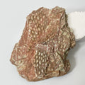 Graptolite Fan Fossil - Natural Specimen - 80mm - Exact Item Pictured